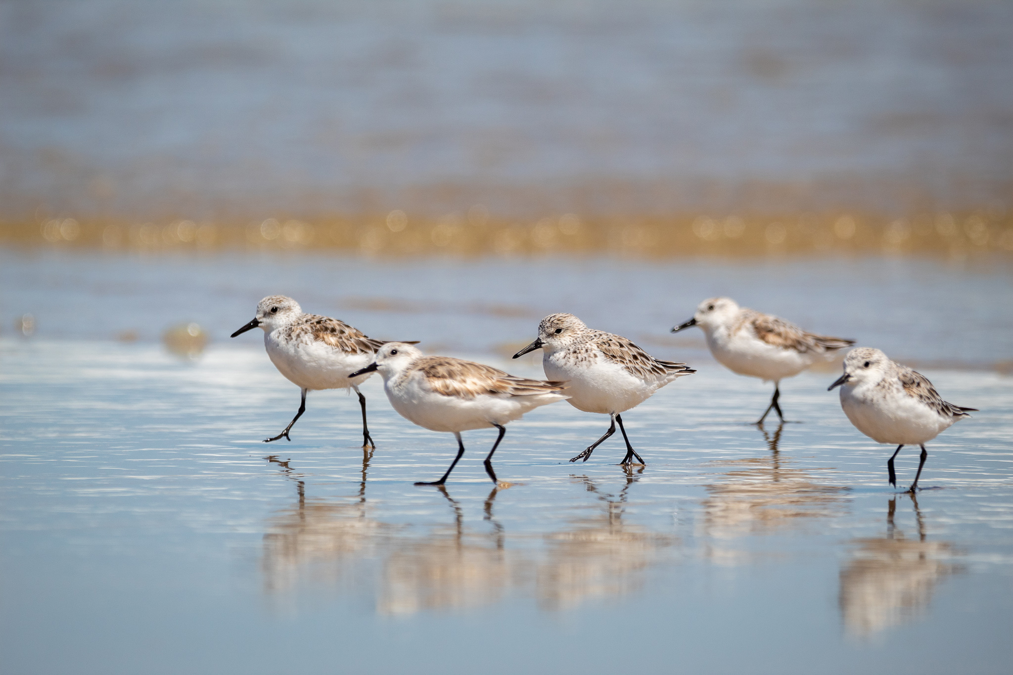 birds walking on water