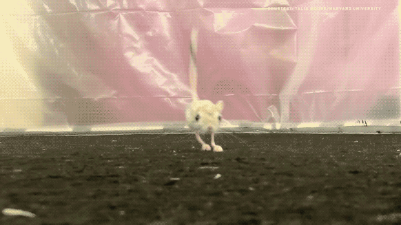 A Jerboa hopping around an enclosure. Image credit: Talia Moore, University of Michigan